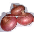 2016 New Crop Fresh Red Onion with High Quality